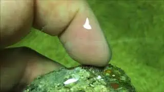 Spider pest