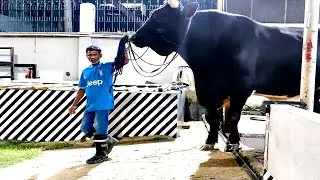 Five feet man gets dwarfed by a Holstein Friesian bull