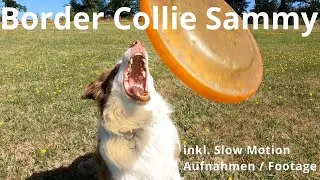 Border Collie Sammy beim Training. Aufnahmen mit der Sony ZV-1 / GoPro Hero10 Black (Zeitlupe)