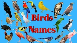 Bird Names with Picture || Learn Birds Name in English || Birds Species