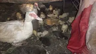 BABY DUCKIES UPDATE SUPER CUTE