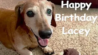 Lacey The Mighty Dachshund's exciting birthday!