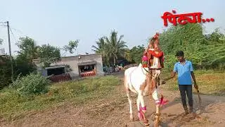 महिम चा पिंट्या