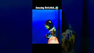 🔥 Bettafish Amazing..colour || #shorts #short