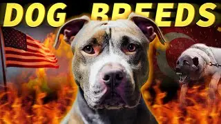 10 Nations and their Dog Breeds They Reverently Cherish