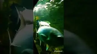 Акулы. Ривьера. Сочи.