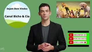 Video de animais e aves