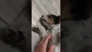 а извините молодой человек #собака #биверйорк #бивер