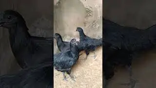 Ayam Cemani grey tongue | Ayam Cemani Black Tongue females