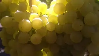 Цитронный Магарача и Гурзуфский Розовый 