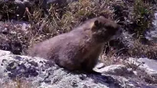 Another Marmot Enjoying The View