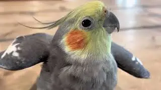Birb with an important message