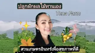 Tena Farm เกษตรอินทรีย์สวนผสมปลูกผักผลไม้ทานเอง