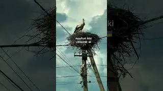 АХ ЖУРАВЛИ ЖУРАВЛИ!