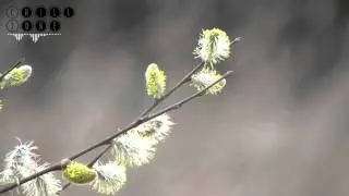 Kasbo - Motionless