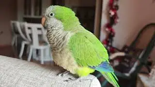 Birb