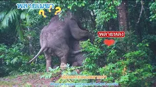 Ep 519 เมื่อพลายหลงเสียท่า..?? พลายเมฆา vs พลายหลง#เขาใหญ่#forestelephant #ช้าง #wildlife #nature