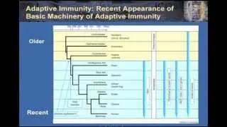 T Cell and B Cell Interactions in Health and Disease
