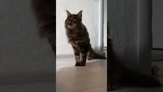 #котохаус