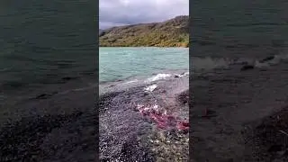 Somon balığı yumurtlama mücadelesi
