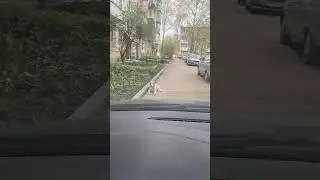Дружок не дает проехать