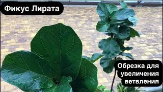 Фикус Лирата- обрезка для увеличения ветвления и пышной кроны