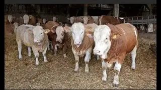 Быки и коровы. Быки Симменталы. Быки на откорме. КРС. МЭЦ.