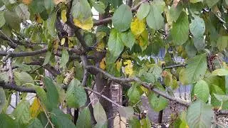 After lowering the crown, pruning the Miracle Cherry to the click. This will clear the crown for ...