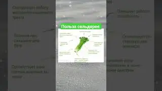 Вы любите сельдерей? А ведь он такой полезный!