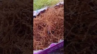 Baby crow that I'm nursing