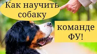 Как научить собаку команде фу? (Дрессировка)