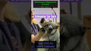 DIY Schnauzer Grooming - EARS
