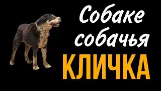 Клички для среднеазиатской овчарки.