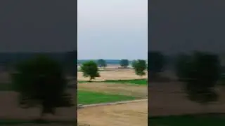 گندم سیزن