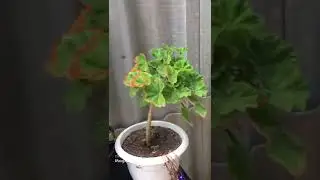 Мои горшечные цветы