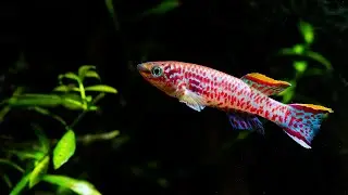 All Of My Aquariums! Bay Area Aquatics Fish Room Tour