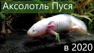 Аксолотль Пуся в 2020 году