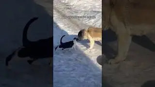 РИТУАЛ КОТА И ЕГО АЛАБАЯ #собаки #cats