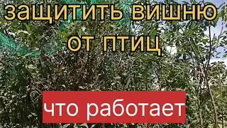 Защитить вишню от птиц. Что работает?