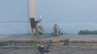 Cruza de perros 6 🐶 Lo encuentra con el otro 🤣🐕🐶