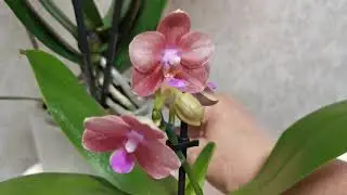 Новые орхидеи в моей коллекции! Похвастушки! 😍