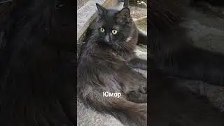 земля круглая#shots#обалдеть#прикол#озвучка#юмор#ржака#коты#земля#мысли