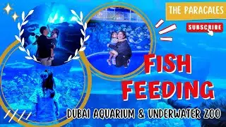 Fish Feeding 🐟 🐠  at Dubai Aquarium