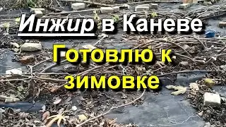Инжир в Каневе. Готовлю кусты к зимовке. 2023 11 15
