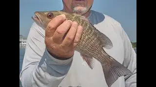 Sheepshead, Mangrove Snapper (Catch Clean & Cook)
