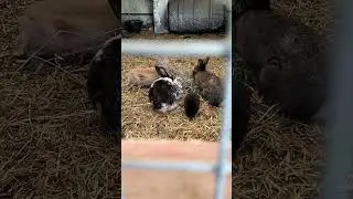 Famille lapins / Rabbit family