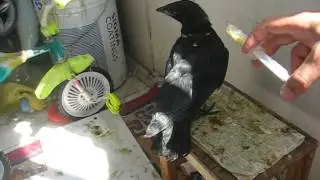 Как я кормил молодого ворона. HOW TO FEED A CROW.