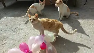 The most beautiful cat sound😻Cat lovers🥰