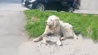 He Was Barely Surviving and He Was Ignored by Everyone