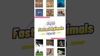 Top 10 Fastest Animals | in the world | #shorts